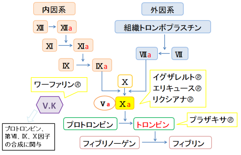 脳梗塞予防：抗血小板薬、抗凝固薬どちらを使う？ | くすりカンパニー 役立つ薬学情報サイト